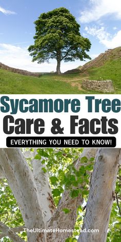 a tree with the words sycamore tree care and facts everything you need to know