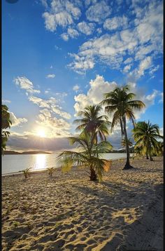 palm trees on the beach at sunset with blue sky and clouds in the back ground