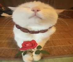 a white cat sitting on top of a wooden floor next to a red rose with its eyes closed