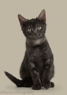 a black kitten is sitting down and looking at the camera with an intense look on its face
