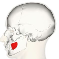 Buccinator: maxilla and mandible, located in the tissue of the cheek. Compression of cheeks against teeth. Makes blowing or sucking motion. Moves food during chewing but not considered a muscle of mastication Nose Muscles, Nasal Folds, Anterior Nasal Spine, Nose Cartilage Anatomy, Nasal Bone Parts, Intercostal Muscles, Nasal Bone Xray, Flexor Pollicis Longus, Malleus Incus Stapes
