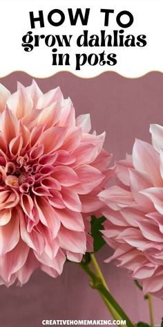 two pink flowers with the words how to grow dahlias in pots