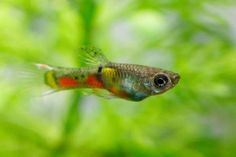 a close up of a fish in an aquarium with green plants and water behind it