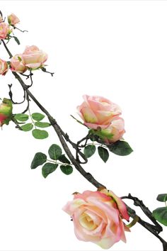 three pink roses with green leaves on a branch against a white background, in the foreground is an empty space for text