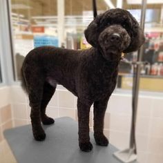 a black poodle standing on top of a table in front of a store window