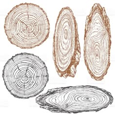 four different types of tree rings on white background with clippings for each piece