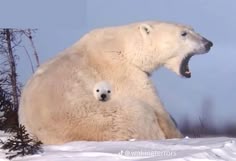 an adult polar bear with its cub sitting on the back of it's head
