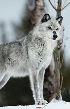 a wolf standing on top of snow covered ground next to a tree with no leaves