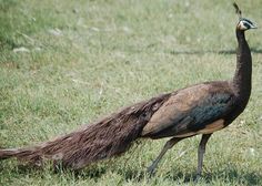 a large bird walking across a lush green field