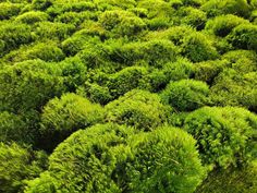 many green bushes are growing together in the field