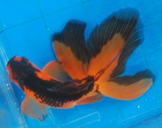 an orange and black fish swimming in a blue pool