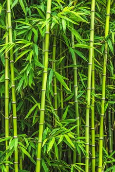 many green bamboo plants are growing together