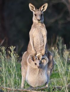 two kangaroos standing next to each other in the grass