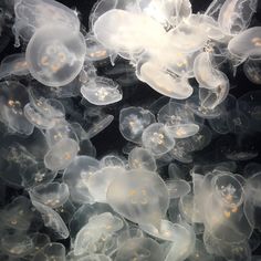 many white jellyfish are floating in the water