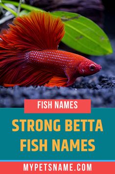 a red betta fish with the words,'strong betta fish names '