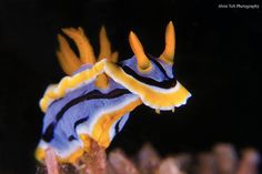 an orange and blue sea slug with black stripes on it's body