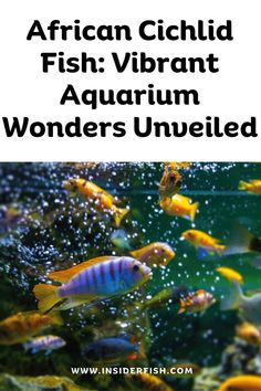 an aquarium with yellow and blue fish swimming in it, text reads african ciclid fish vibrant aquarium wonders unveiled
