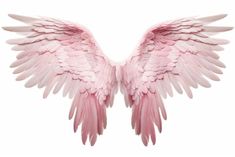 two pink angel wings on a white background