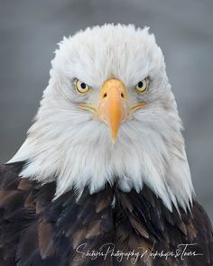 an eagle with yellow eyes stares into the camera