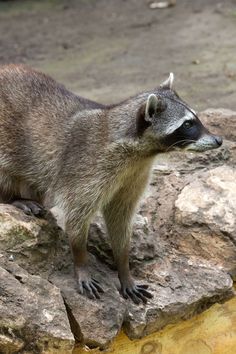 a raccoon standing on top of a large rock