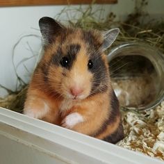 a hamster is sitting in its cage and looking at the camera while it's inside