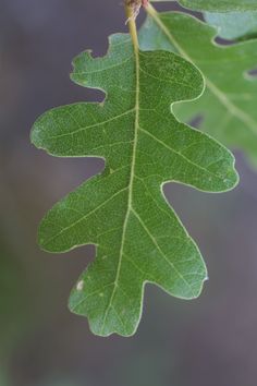 an oak leaf hanging from a tree branch