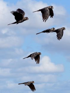 four birds are flying in the air with their wings spread out and there is no image to describe