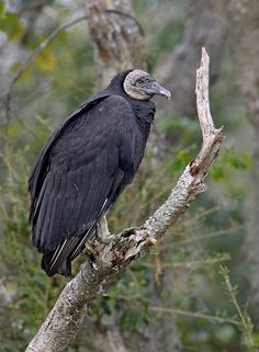 a large black bird perched on top of a tree branch