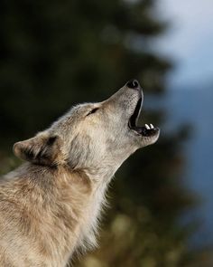 a wolf with its mouth open looking up at the sky