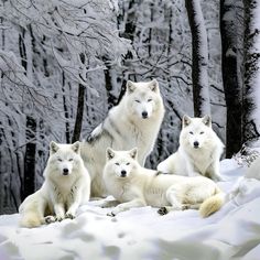 four white wolfs sitting in the snow near trees and snow - covered ground, with one looking at the camera