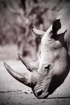 a black and white photo of a rhino