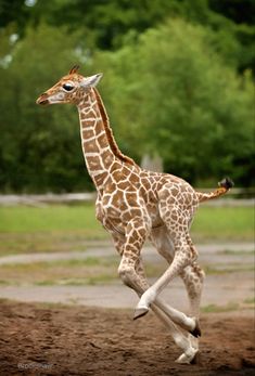 a baby giraffe is running in the dirt