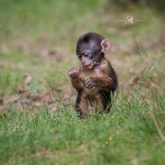 a small brown and black monkey standing on its hind legs