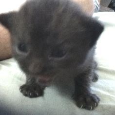 a small gray kitten sitting on top of a white bed next to someone's arm