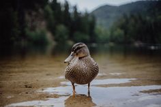 a duck is standing in shallow water near the shore and trees on the other side