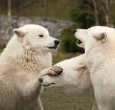 two white polar bears playing with each other