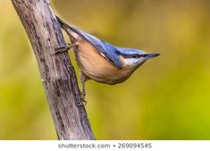 a blue and brown bird perched on top of a tree branch with its mouth open