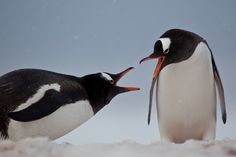 two penguins standing next to each other with their beaks in the air and one penguin has it's mouth open