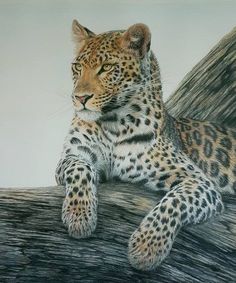 a drawing of a leopard resting on a tree branch