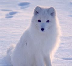 a white fox sitting in the snow with blue eyes