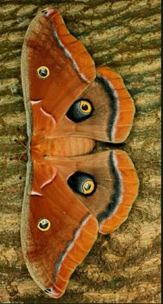 an orange and black moth sitting on top of a wooden floor