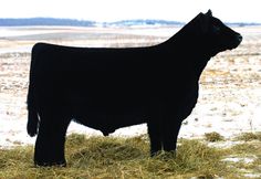 a large black cow standing on top of a dry grass field