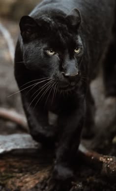 a black cat walking across a forest floor