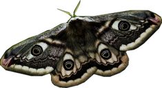 a close up of a moth on a white background