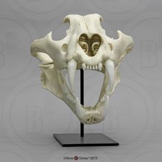 an animal skull is displayed on a black stand