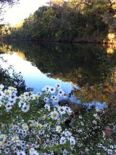 daisies and other wildflowers surround the edge of a river
