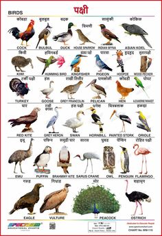 an image of birds in india with different colors and names on it's page