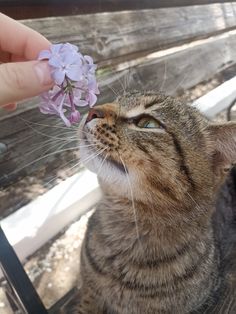 a cat is looking up at a purple flower in it's mouth while being fed by someone