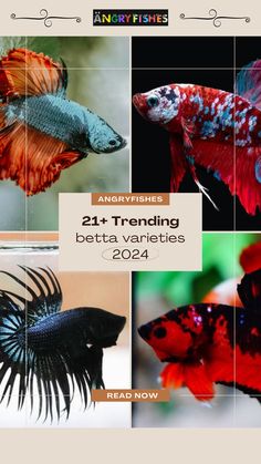 an image of different types of betta fish in the water with text overlaying them