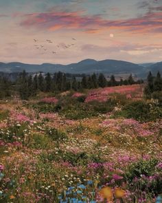 a field full of wildflowers and birds flying in the sky at sunset with mountains in the background